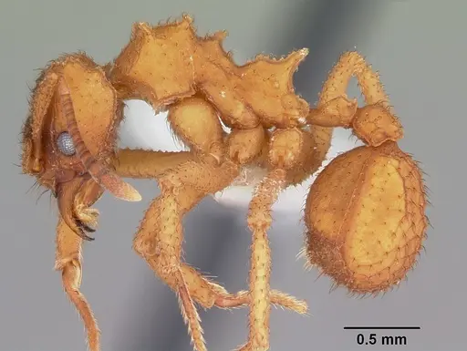 Mycetomoellerius turrifex specimen CASENT0104760 image casent0104760_3
