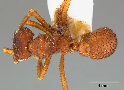Mycetomoellerius turrifex specimen CASENT0105874 image casent0105874_1