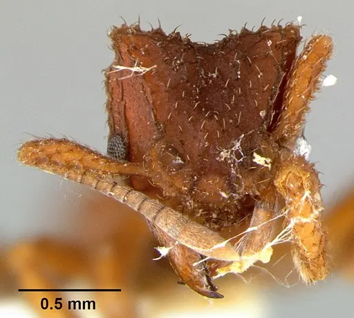 Mycetomoellerius turrifex specimen CASENT0105874 image casent0105874_2