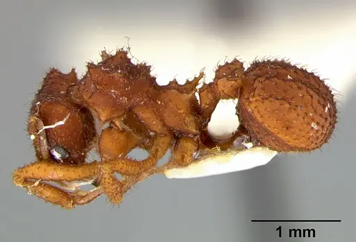 Mycetomoellerius turrifex specimen CASENT0105874 image casent0105874_3
