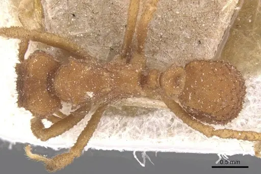 Mycetomoellerius turrifex specimen CASENT0912531 image casent0912531_1