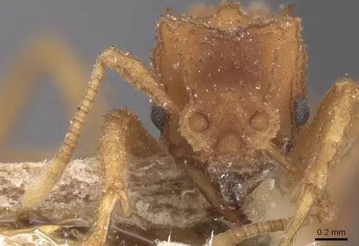 Mycetomoellerius turrifex specimen CASENT0912531 image casent0912531_2