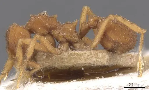 Mycetomoellerius turrifex specimen CASENT0912531 image casent0912531_3