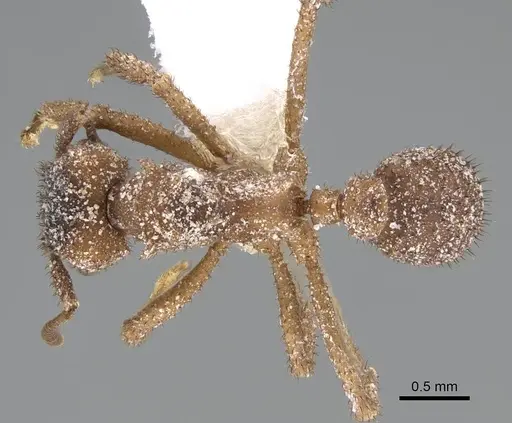 Mycetomoellerius turrifex specimen CASENT0919981 image casent0919981_1