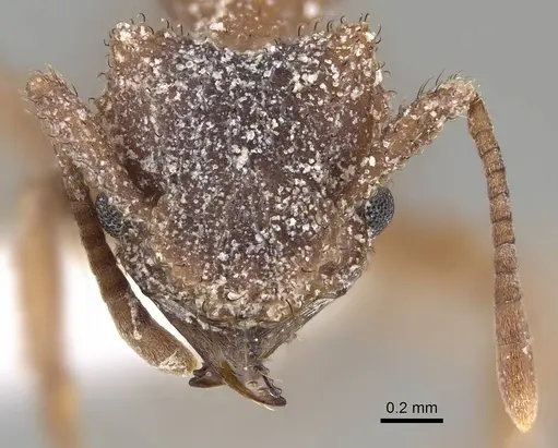 Mycetomoellerius turrifex specimen CASENT0919981 image casent0919981_2