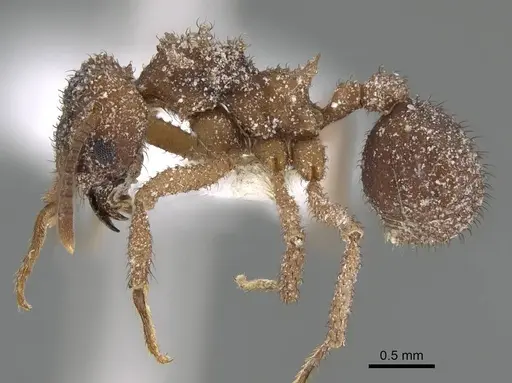 Mycetomoellerius turrifex specimen CASENT0919981 image casent0919981_3