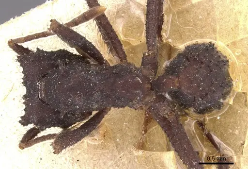 Mycetomoellerius urichii specimen CASENT0904990 image casent0904990_1