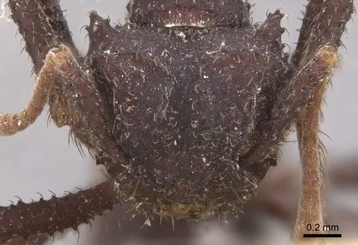 Mycetomoellerius urichii specimen CASENT0904990 image casent0904990_2