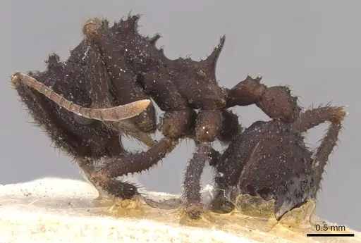 Mycetomoellerius urichii specimen CASENT0904990 image casent0904990_3