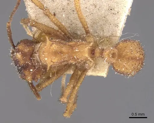 Mycetomoellerius urichii specimen CASENT0909396 image casent0909396_1
