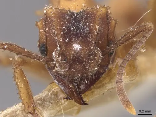 Mycetomoellerius urichii specimen CASENT0909396 image casent0909396_2