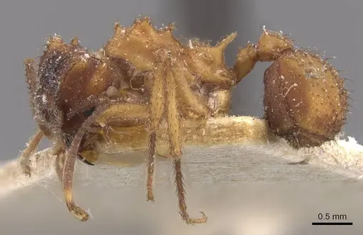 Mycetomoellerius urichii specimen CASENT0909396 image casent0909396_3