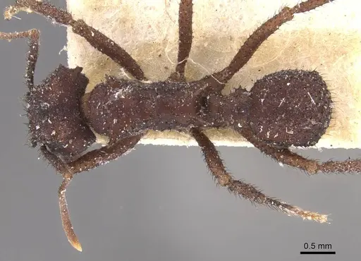 Mycetomoellerius urichii specimen CASENT0909397 image casent0909397_1