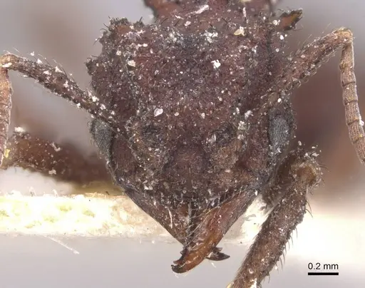 Mycetomoellerius urichii specimen CASENT0909397 image casent0909397_2