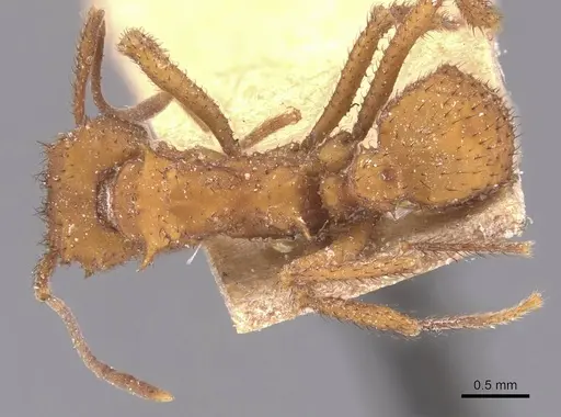 Mycetomoellerius urichii specimen CASENT0912532 image casent0912532_1