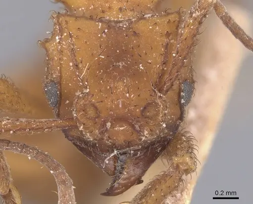 Mycetomoellerius urichii specimen CASENT0912532 image casent0912532_2