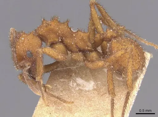 Mycetomoellerius urichii specimen CASENT0912532 image casent0912532_3