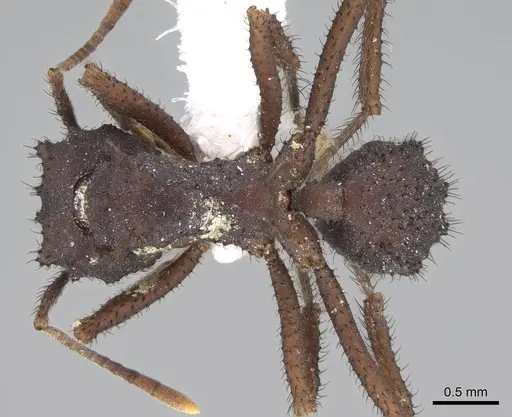 Mycetomoellerius urichii specimen CASENT0919982 image casent0919982_1