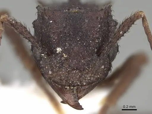 Mycetomoellerius urichii specimen CASENT0919982 image casent0919982_2
