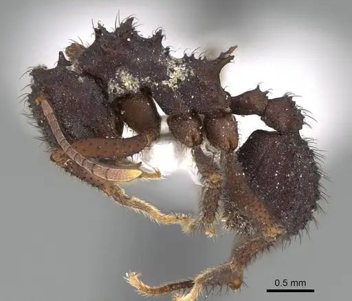 Mycetomoellerius urichii specimen CASENT0919982 image casent0919982_3