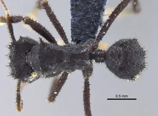 Mycetomoellerius urichii specimen CBUMAGENT41975 image cbumagent41975_1