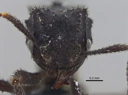 Mycetomoellerius urichii specimen CBUMAGENT41975 image cbumagent41975_2