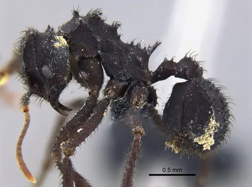 Mycetomoellerius urichii specimen CBUMAGENT41975 image cbumagent41975_3