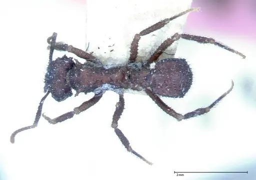 Mycetomoellerius urichii specimen FOCOL0070 image focol0070_1