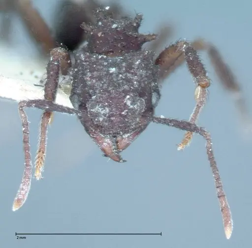 Mycetomoellerius urichii specimen FOCOL0070 image focol0070_2