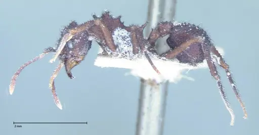 Mycetomoellerius urichii specimen FOCOL0070 image focol0070_3