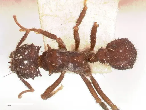 Mycetomoellerius urichii specimen FOCOL0709 image focol0709_1