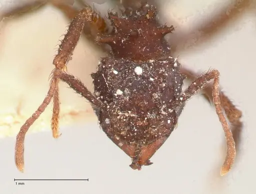 Mycetomoellerius urichii specimen FOCOL0709 image focol0709_2