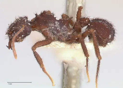 Mycetomoellerius urichii specimen FOCOL0709 image focol0709_3