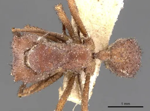 Mycetomoellerius zeteki specimen CASENT0901695 image casent0901695_1