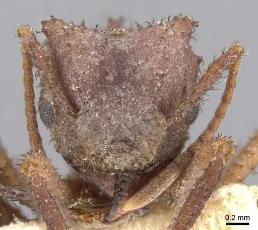 Mycetomoellerius zeteki specimen CASENT0901695 image casent0901695_2