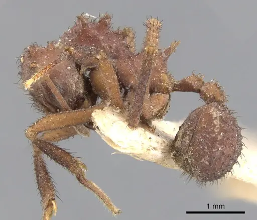 Mycetomoellerius zeteki specimen CASENT0901695 image casent0901695_3