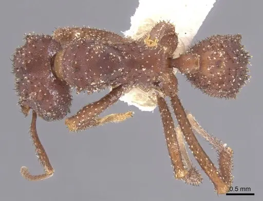 Mycetomoellerius zeteki specimen CASENT0912534 image casent0912534_1