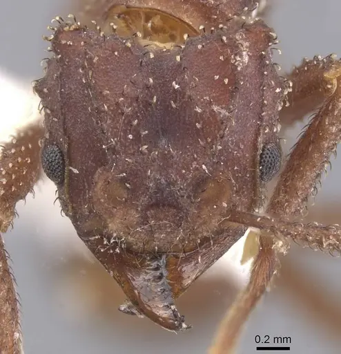 Mycetomoellerius zeteki specimen CASENT0912534 image casent0912534_2