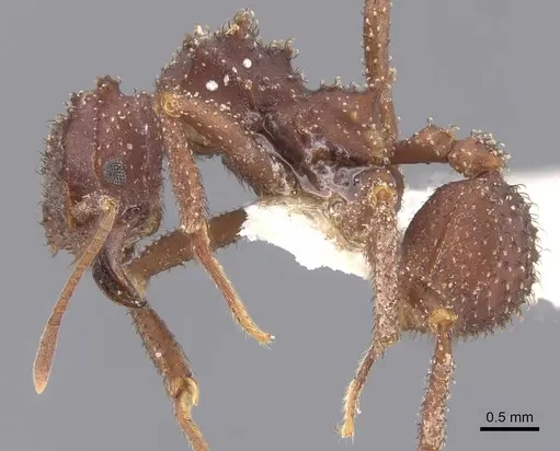 Mycetomoellerius zeteki specimen CASENT0912534 image casent0912534_3