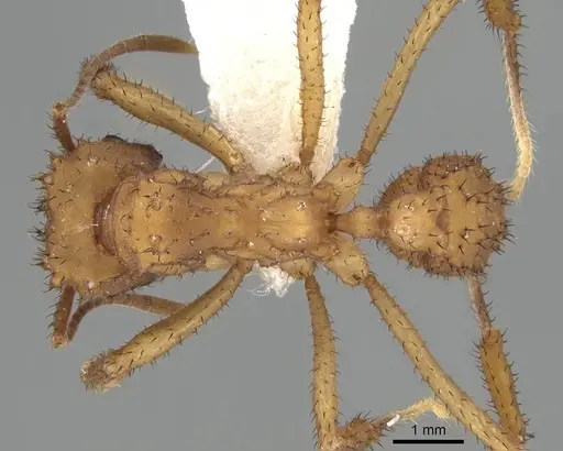 Mycetomoellerius zeteki specimen CASENT0919983 image casent0919983_1