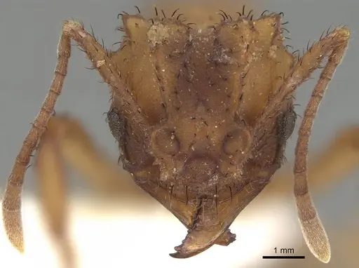 Mycetomoellerius zeteki specimen CASENT0919983 image casent0919983_2
