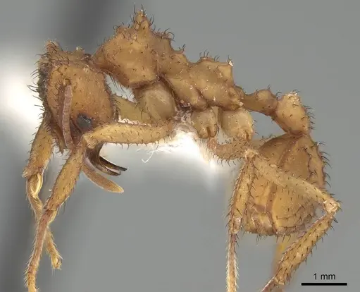 Mycetomoellerius zeteki specimen CASENT0919983 image casent0919983_3