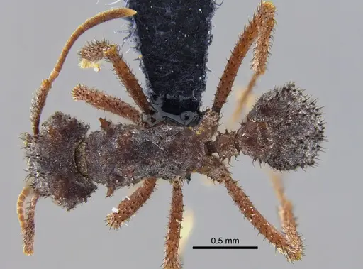 Mycetomoellerius zeteki specimen CBUMAGENT42006 image cbumagent42006_1