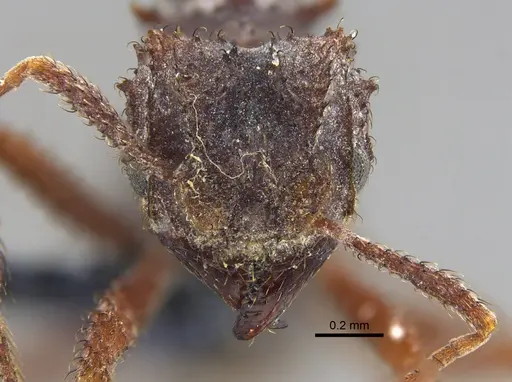 Mycetomoellerius zeteki specimen CBUMAGENT42006 image cbumagent42006_2