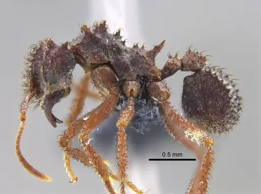 Mycetomoellerius zeteki specimen CBUMAGENT42006 image cbumagent42006_3