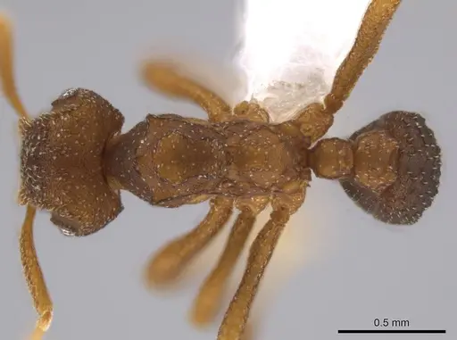 Mycetophylax andersoni specimen CASENT0617742 image casent0617742_1
