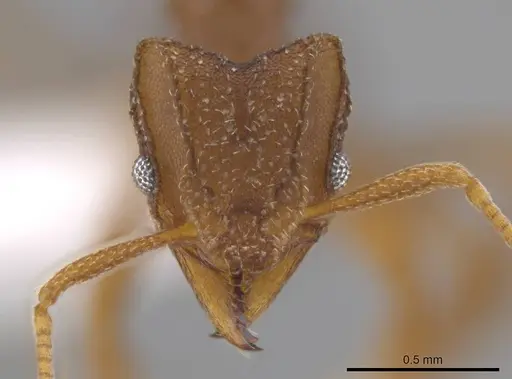Mycetophylax andersoni specimen CASENT0617742 image casent0617742_2