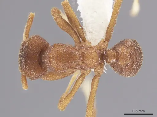 Mycetophylax andersoni specimen CASENT0647633 image casent0647633_1