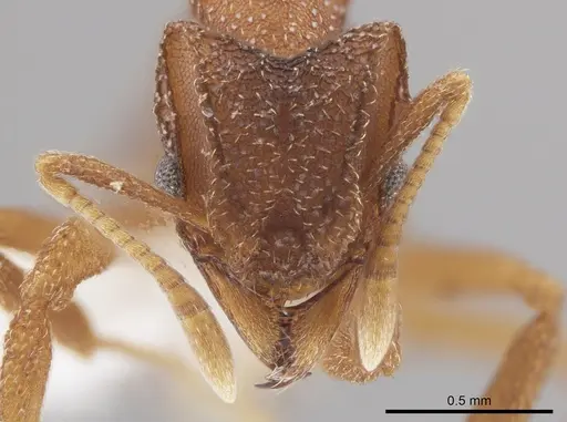 Mycetophylax andersoni specimen CASENT0647633 image casent0647633_2
