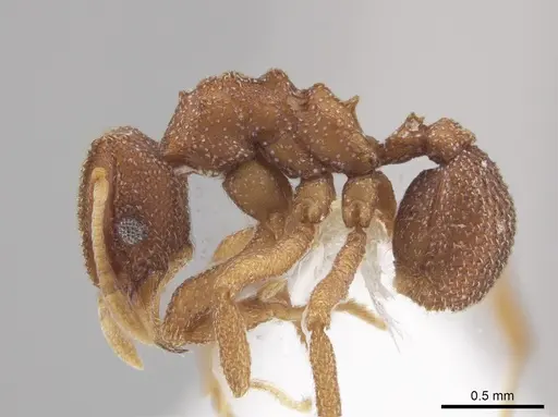Mycetophylax andersoni specimen CASENT0647633 image casent0647633_3